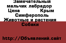 Замечательный мальчик лабрадор! › Цена ­ 10 000 - Крым, Симферополь Животные и растения » Собаки   